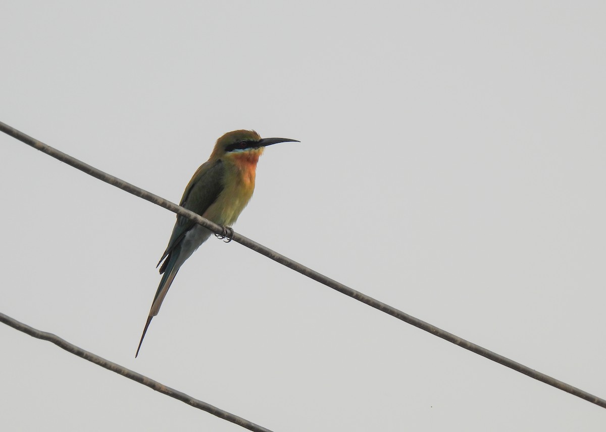 Blue-tailed Bee-eater - ML620105364