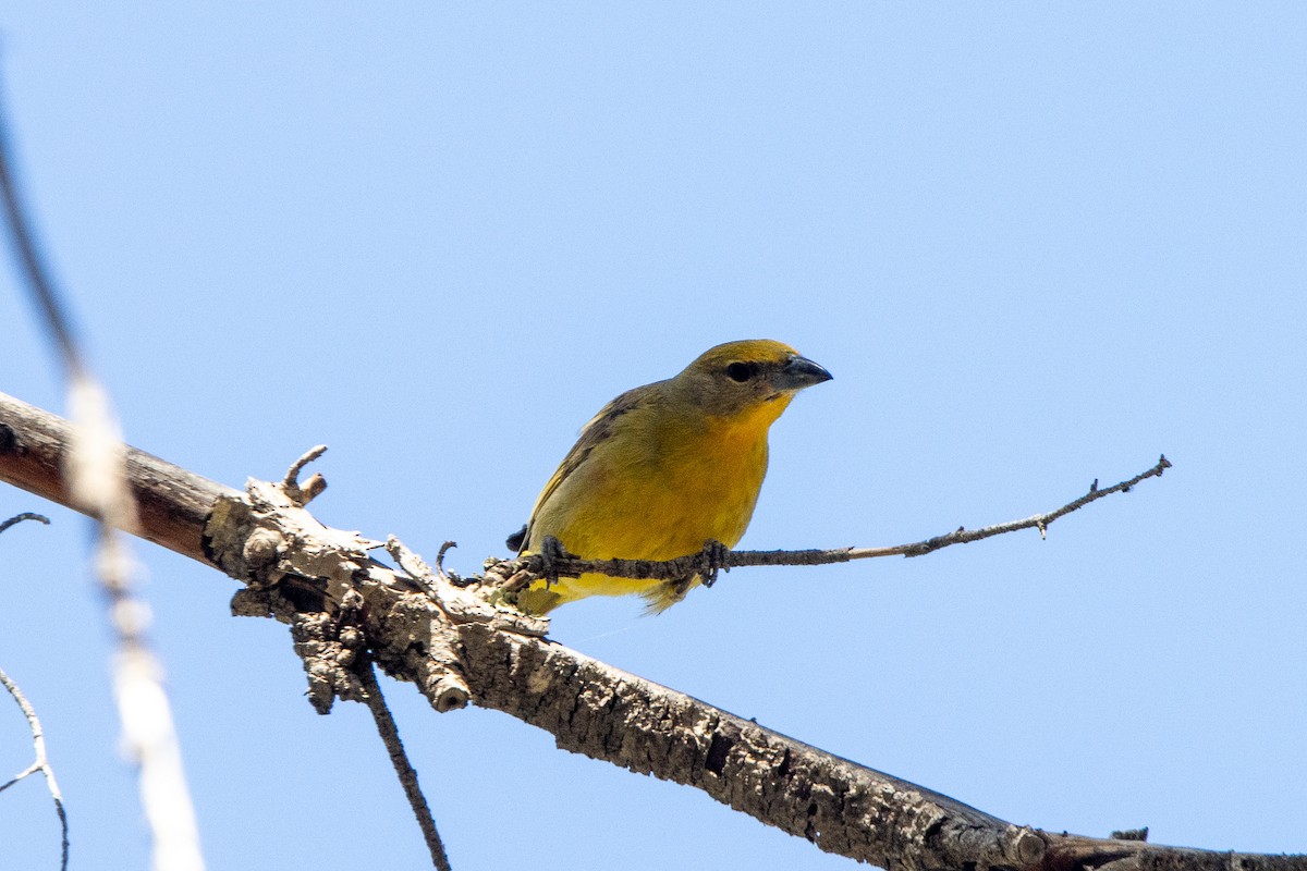 Hepatic Tanager - ML620105367