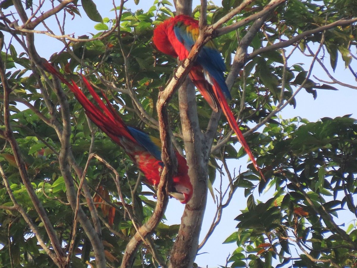 Scarlet Macaw - ML620105370