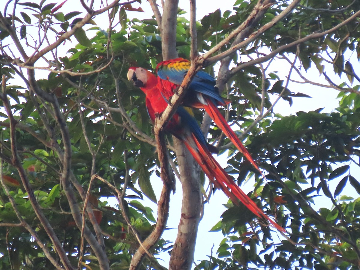 Scarlet Macaw - ML620105371