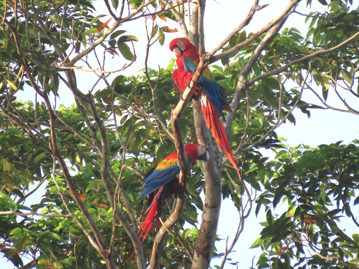 Scarlet Macaw - ML620105372