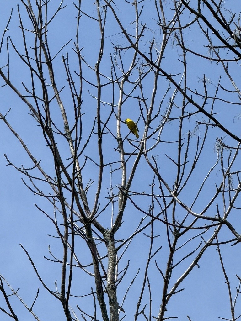 Yellow Warbler - ML620105407