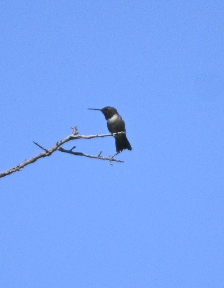 Kara Boğazlı Kolibri - ML620105423