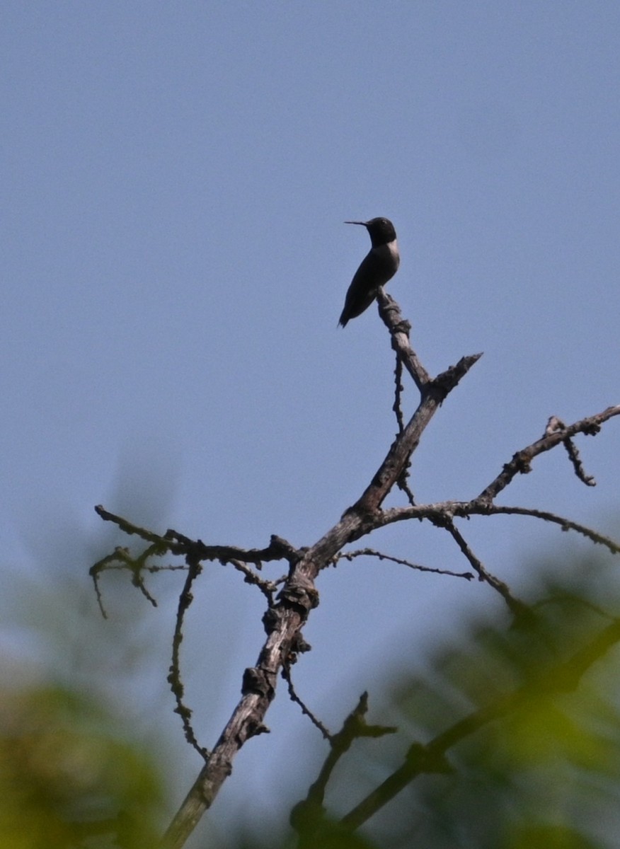 Black-chinned Hummingbird - ML620105424