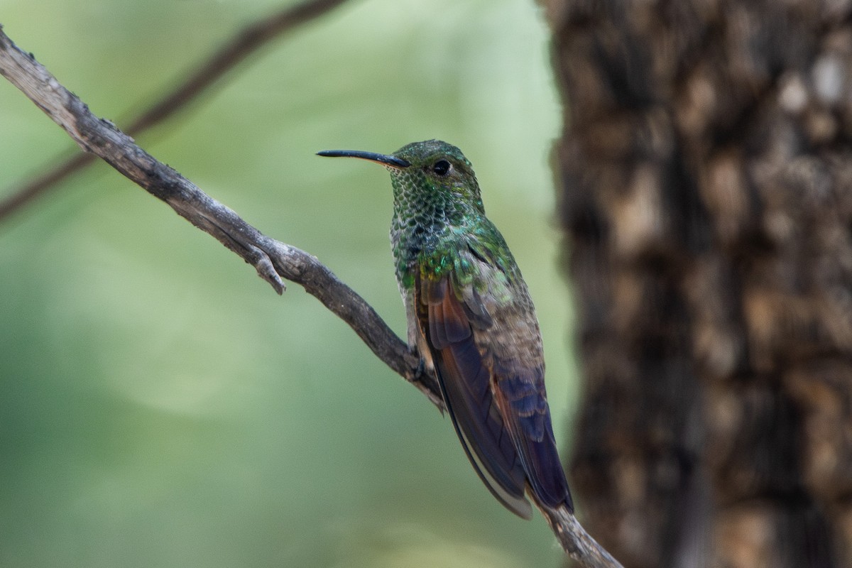 kolibřík mexický - ML620105436