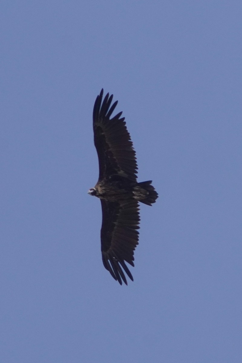Cinereous Vulture - ML620105438