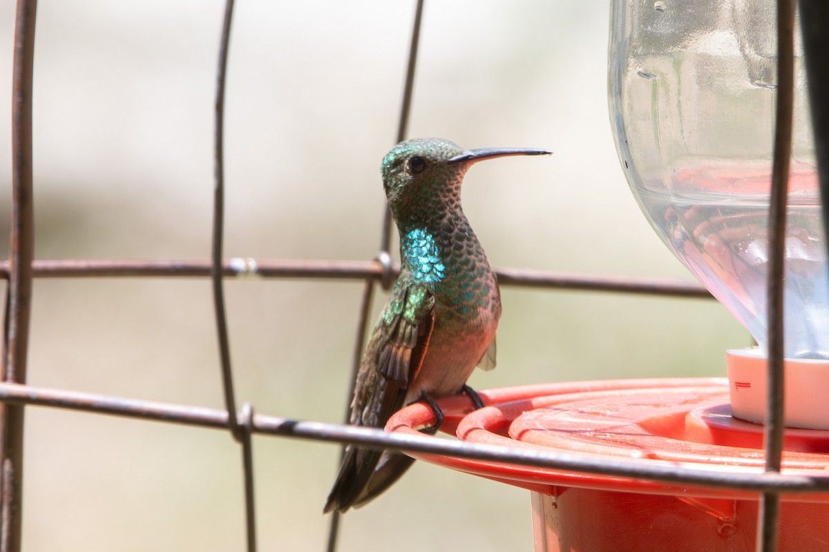 Berylline Hummingbird - ML620105454