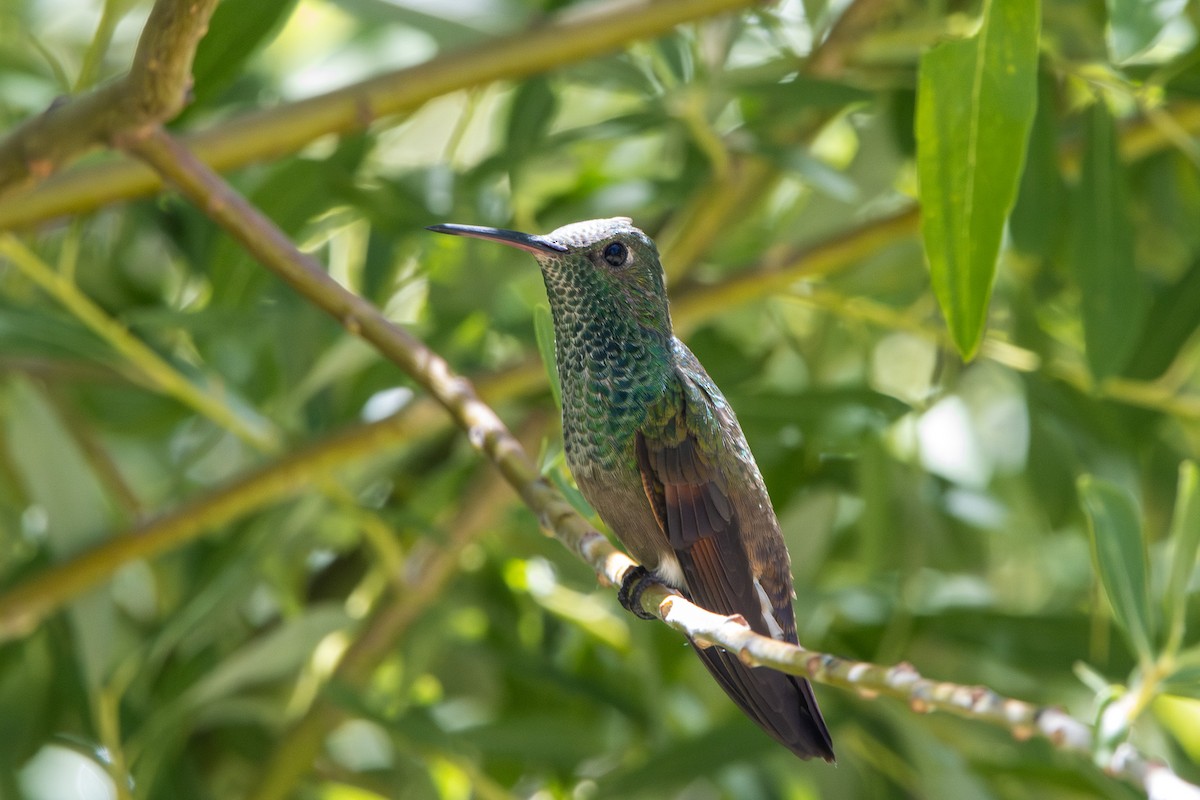 Berylline Hummingbird - ML620105455