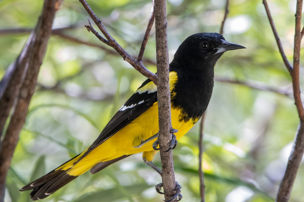 Oriole jaune-verdâtre - ML620105466