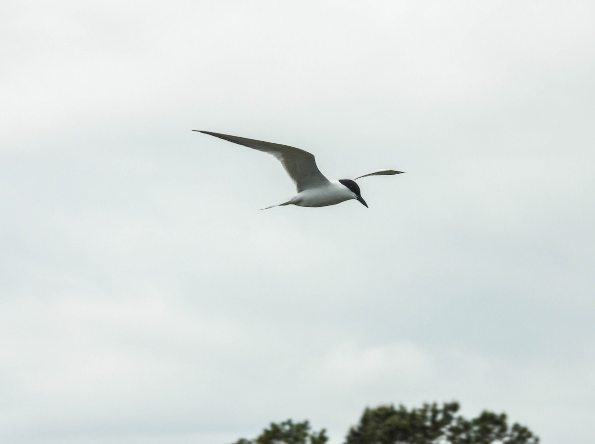 Gull-billed Tern - ML620105471