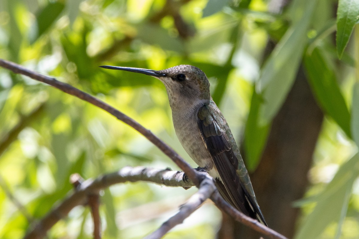 Black-chinned Hummingbird - ML620105475