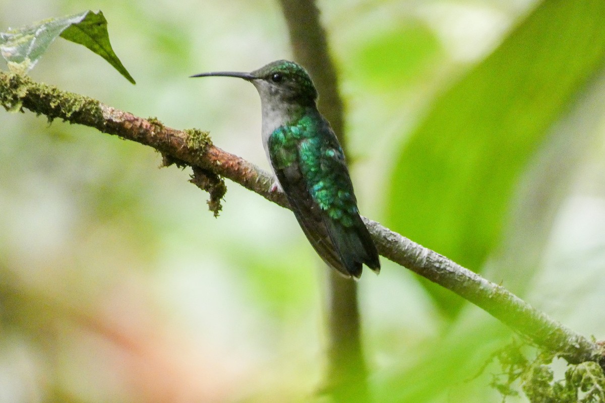 kolibřík nymfový - ML620105498