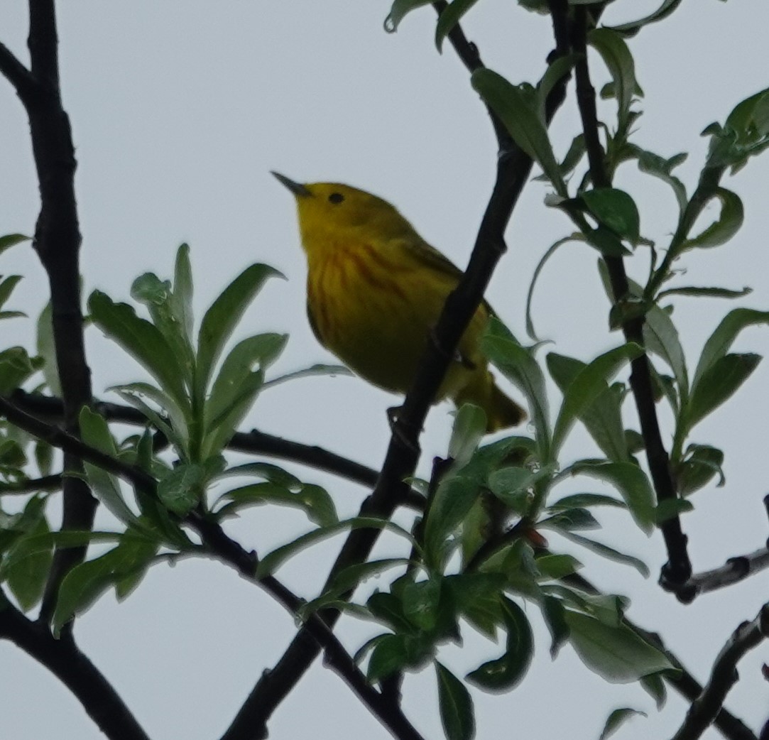 Yellow Warbler - ML620105515