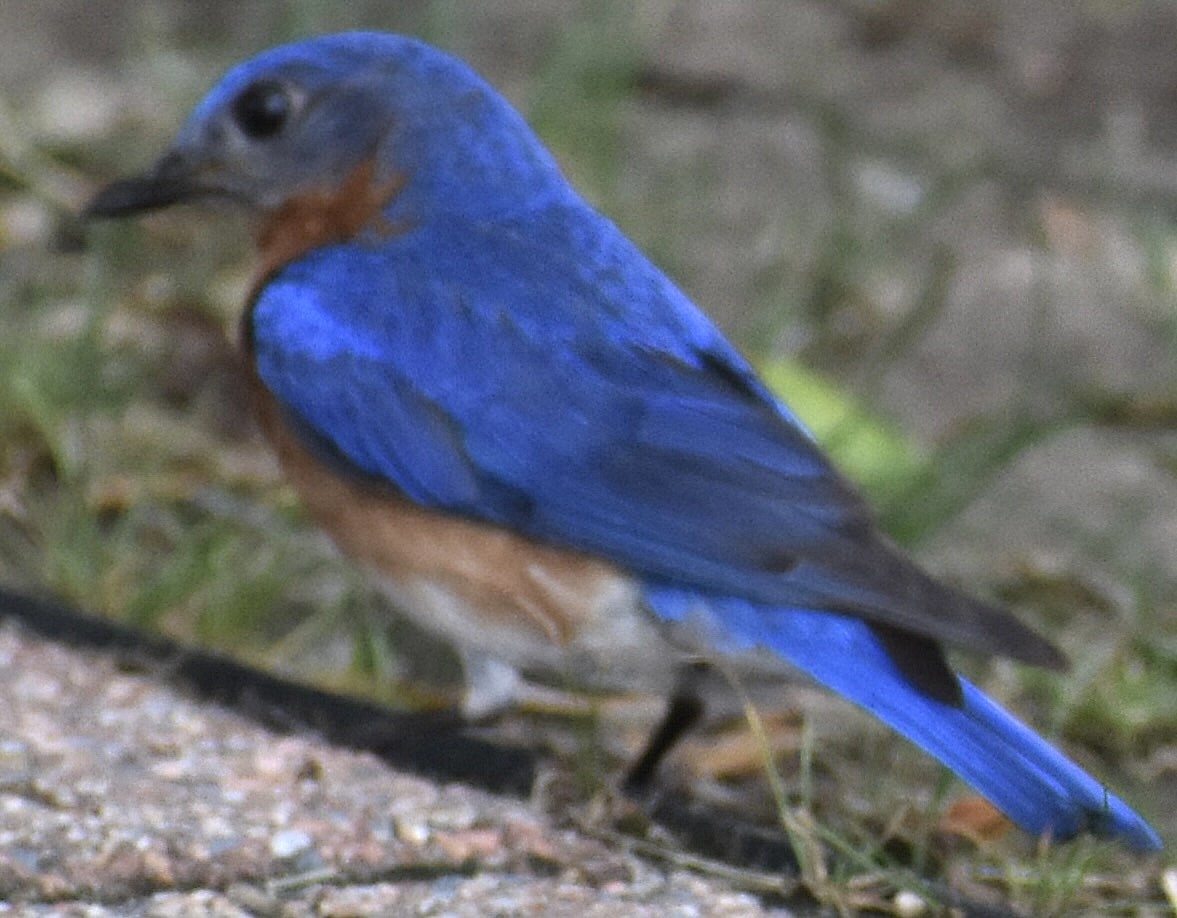Eastern Bluebird - ML620105529