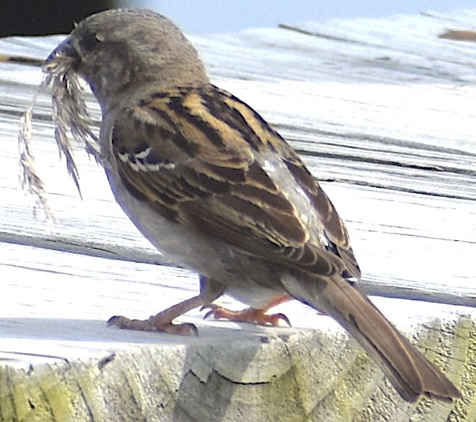 House Sparrow - ML620105532