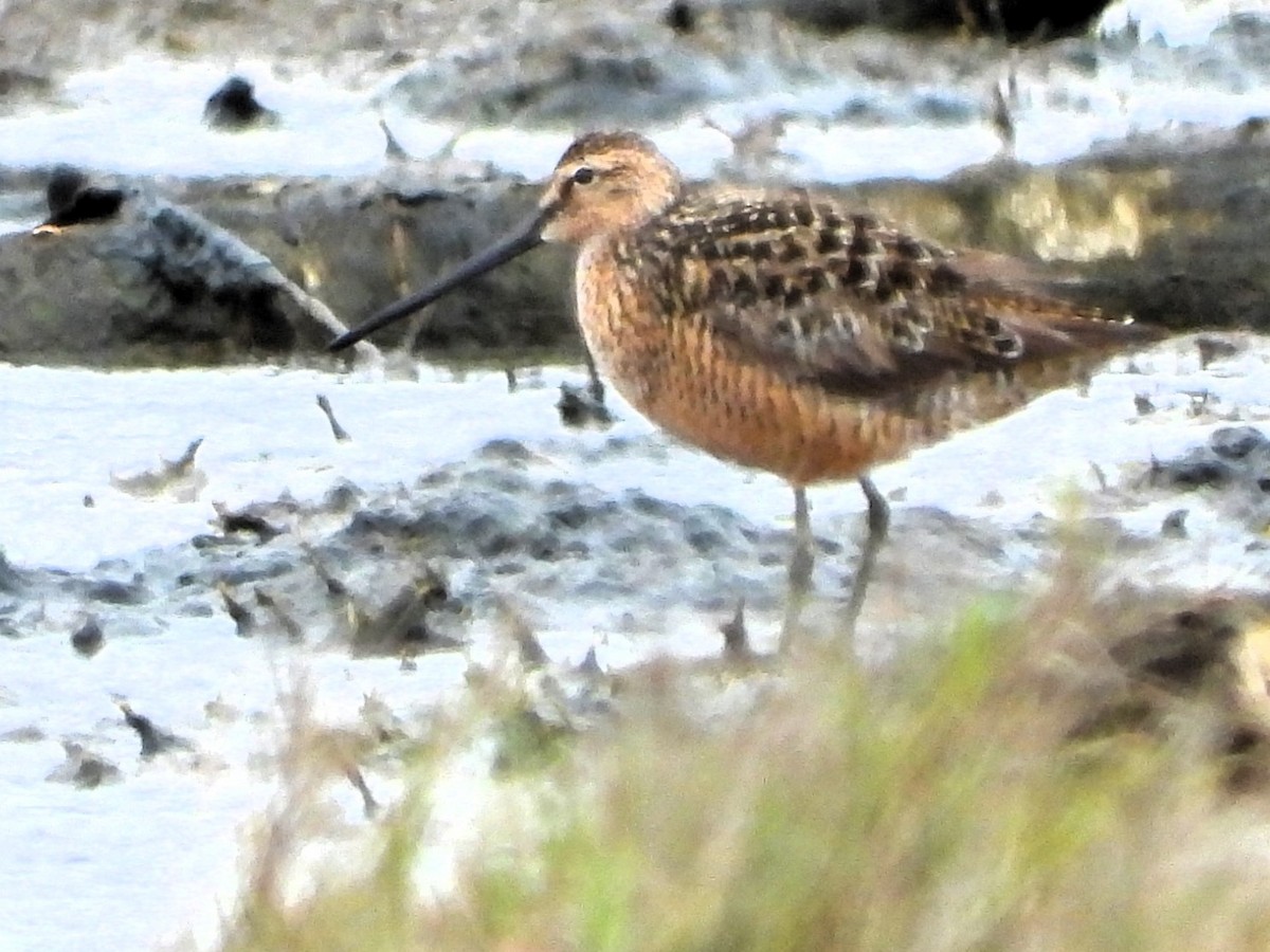 Long-billed Dowitcher - ML620105545