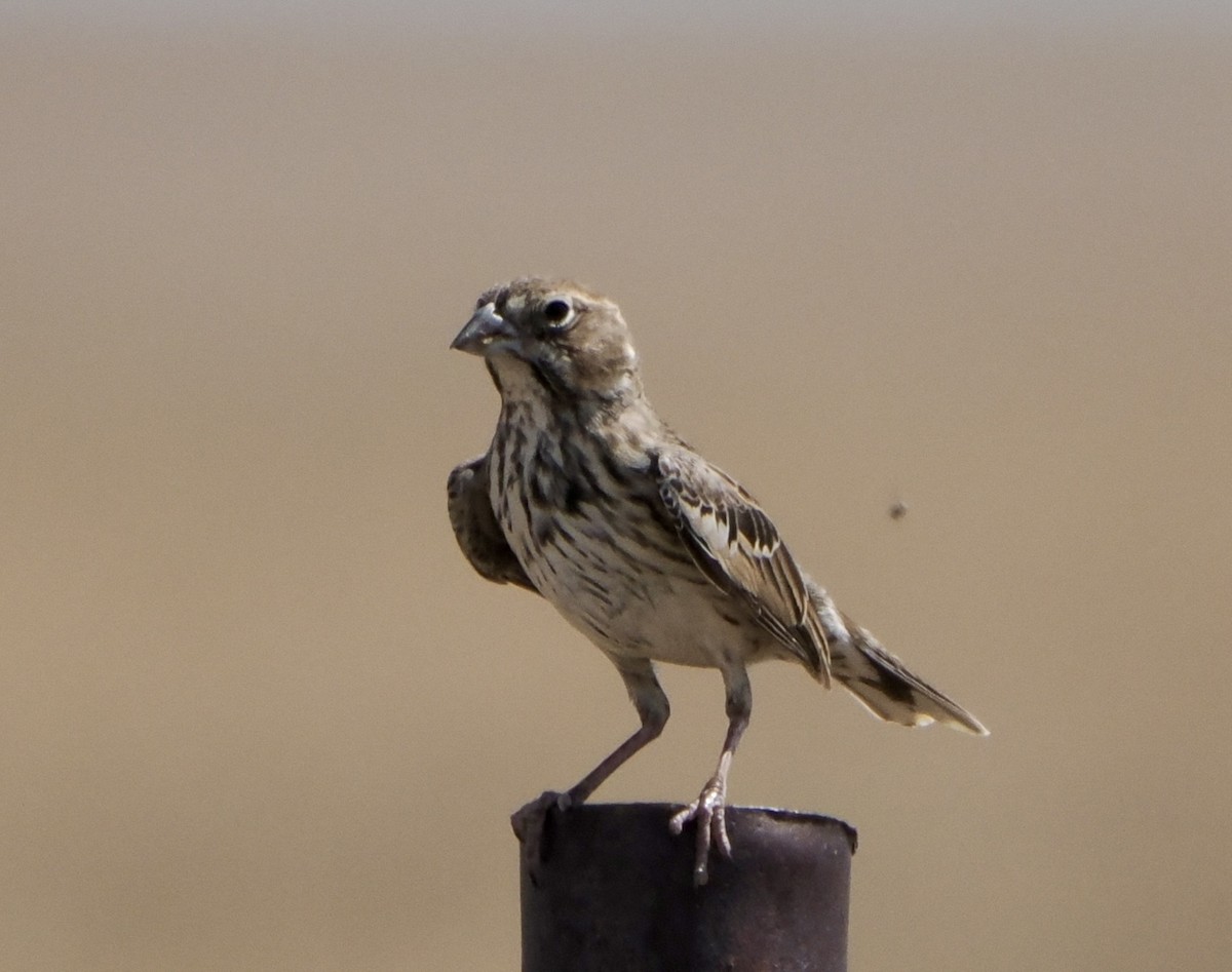 Lark Bunting - ML620105548