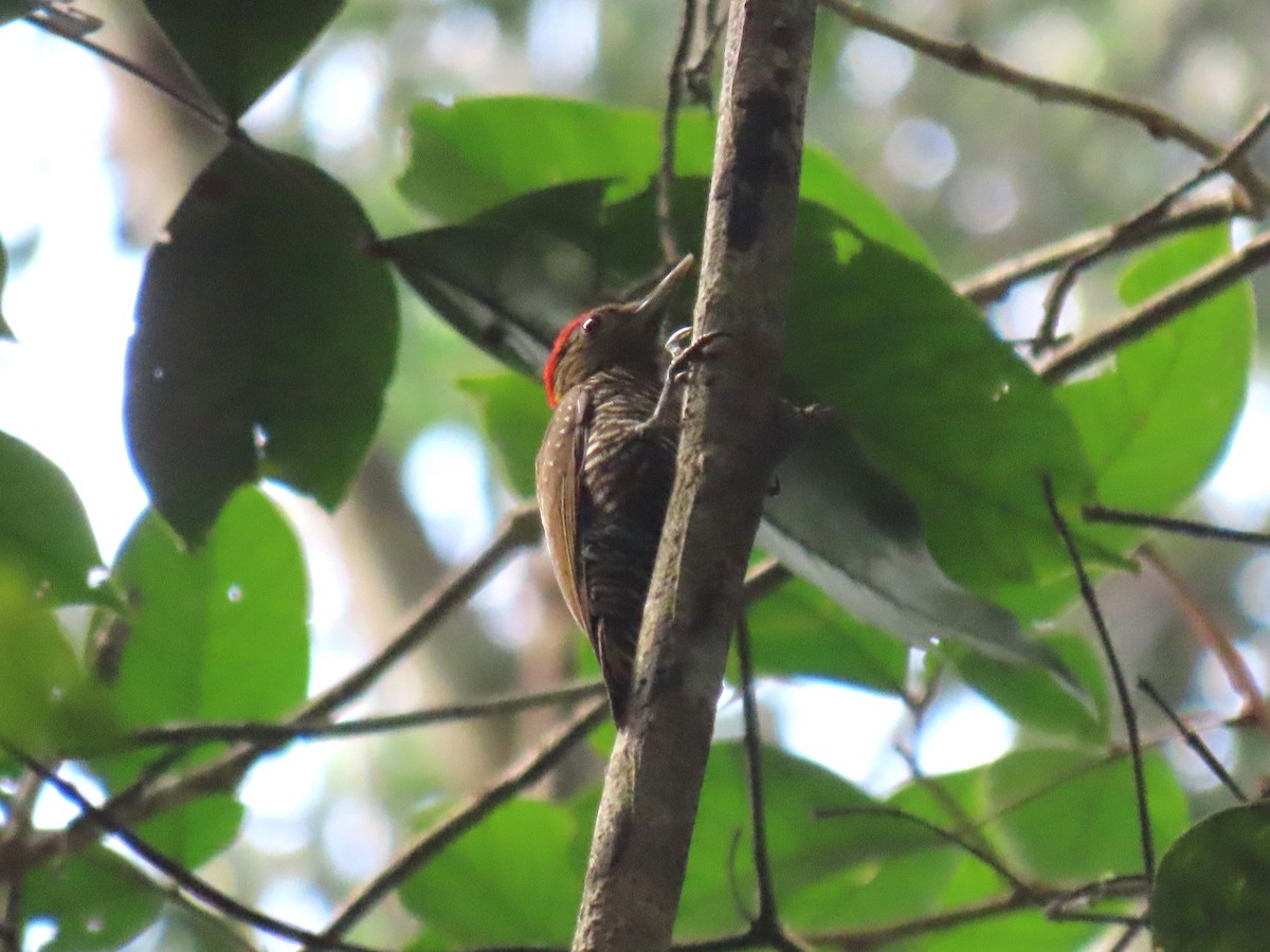 Golden-collared Woodpecker - ML620105551