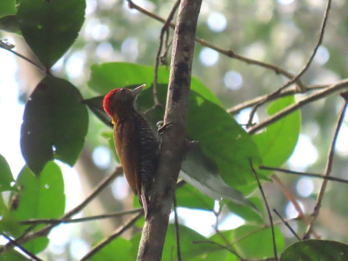 Golden-collared Woodpecker - ML620105552