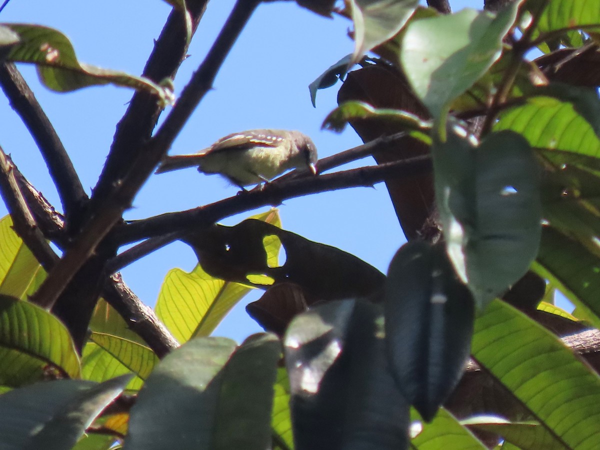 White-lored Tyrannulet - ML620105554