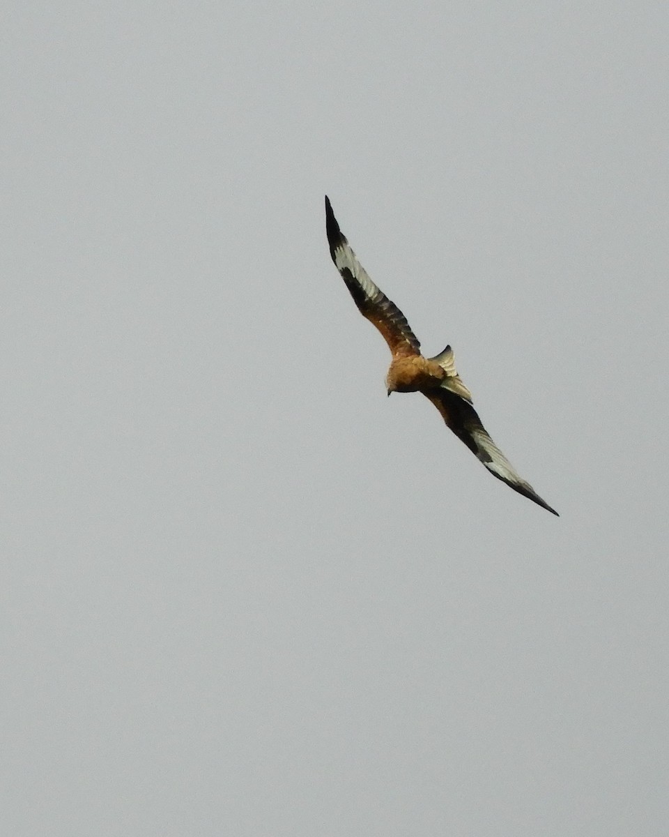 Red Kite - ML620105556