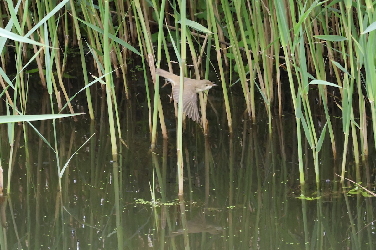 Common Reed Warbler - ML620105562