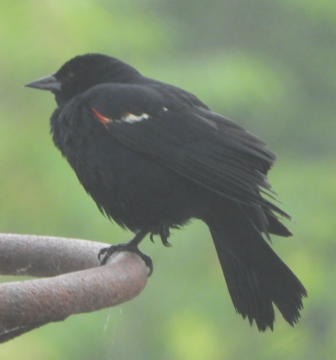 Red-winged Blackbird - ML620105564
