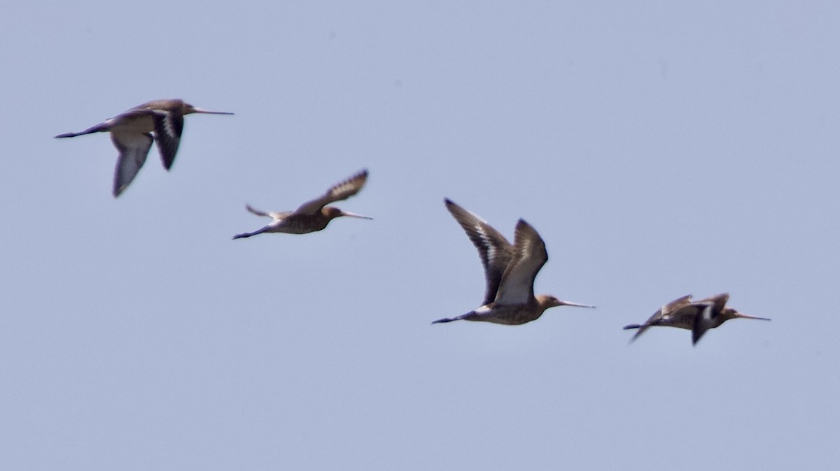 Black-tailed Godwit - ML620105565