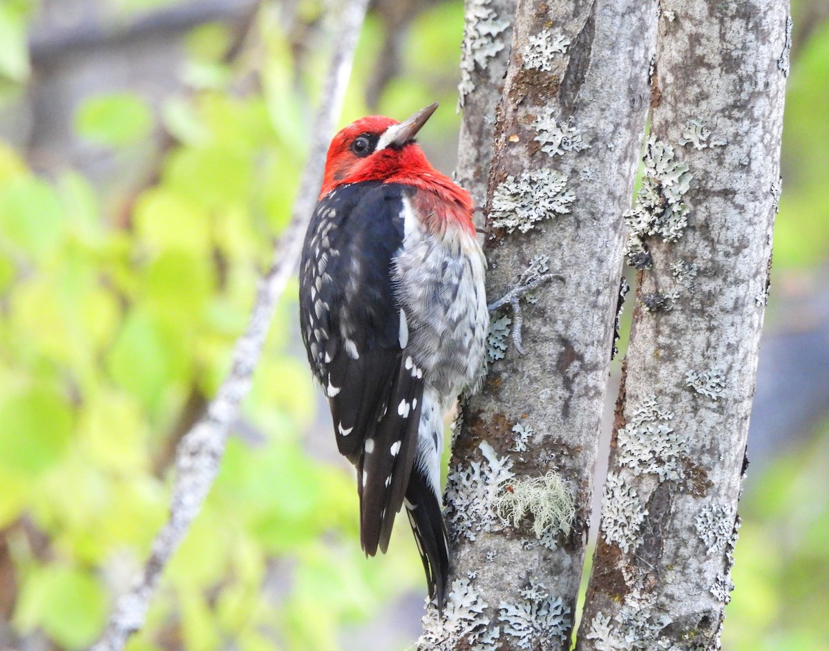Red-breasted Sapsucker - ML620105566