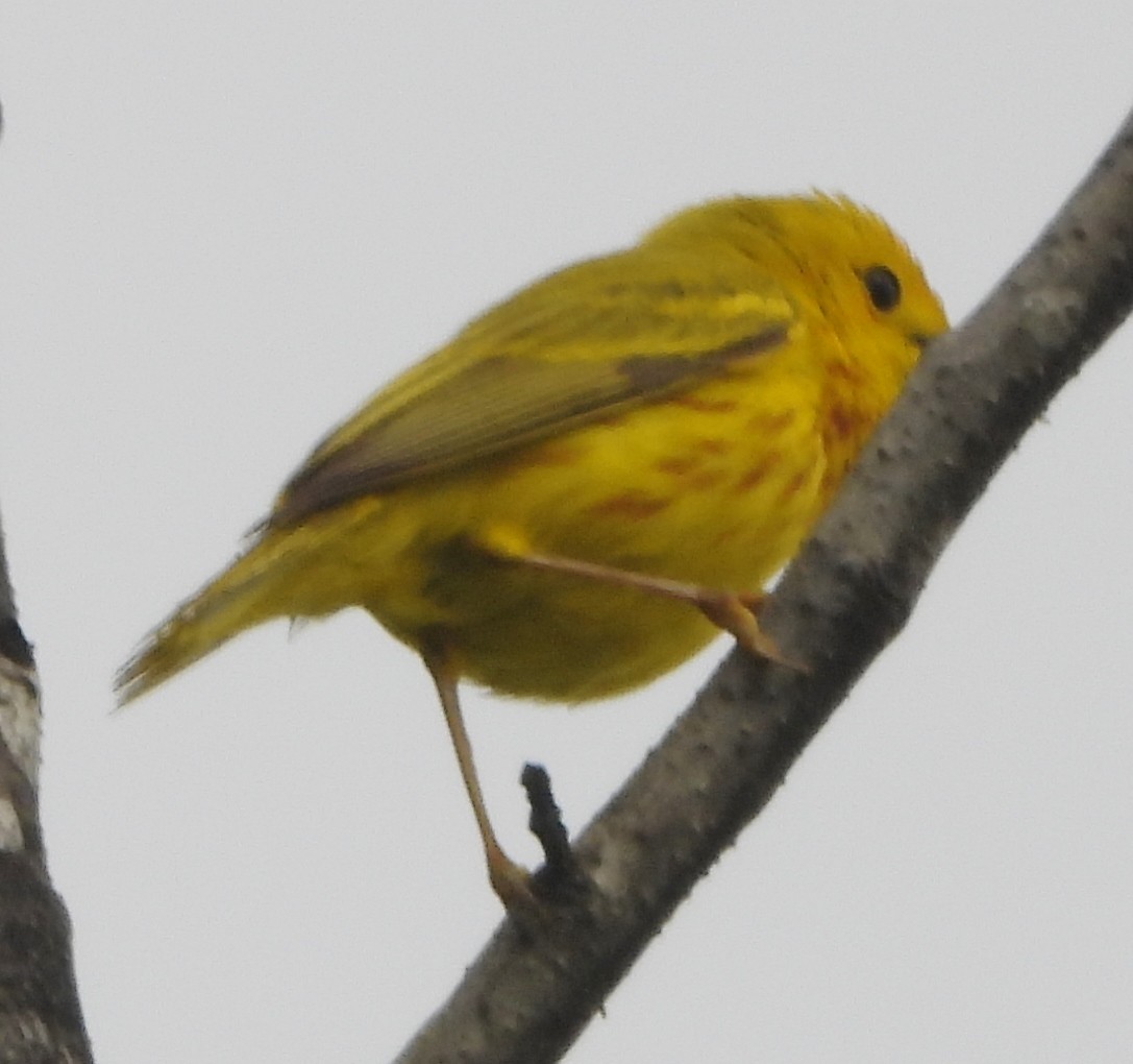 Yellow Warbler - ML620105568