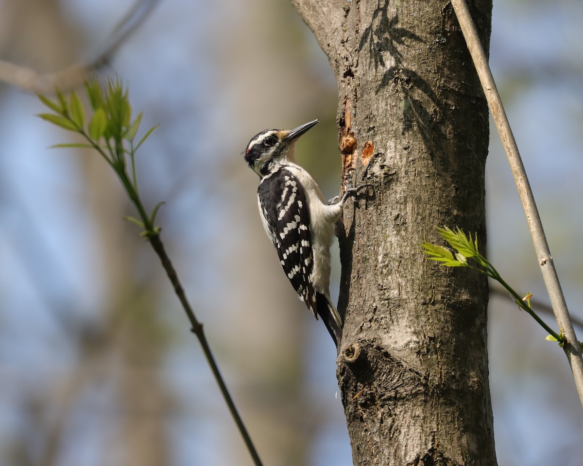 Hairy Woodpecker (Eastern) - ML620105579