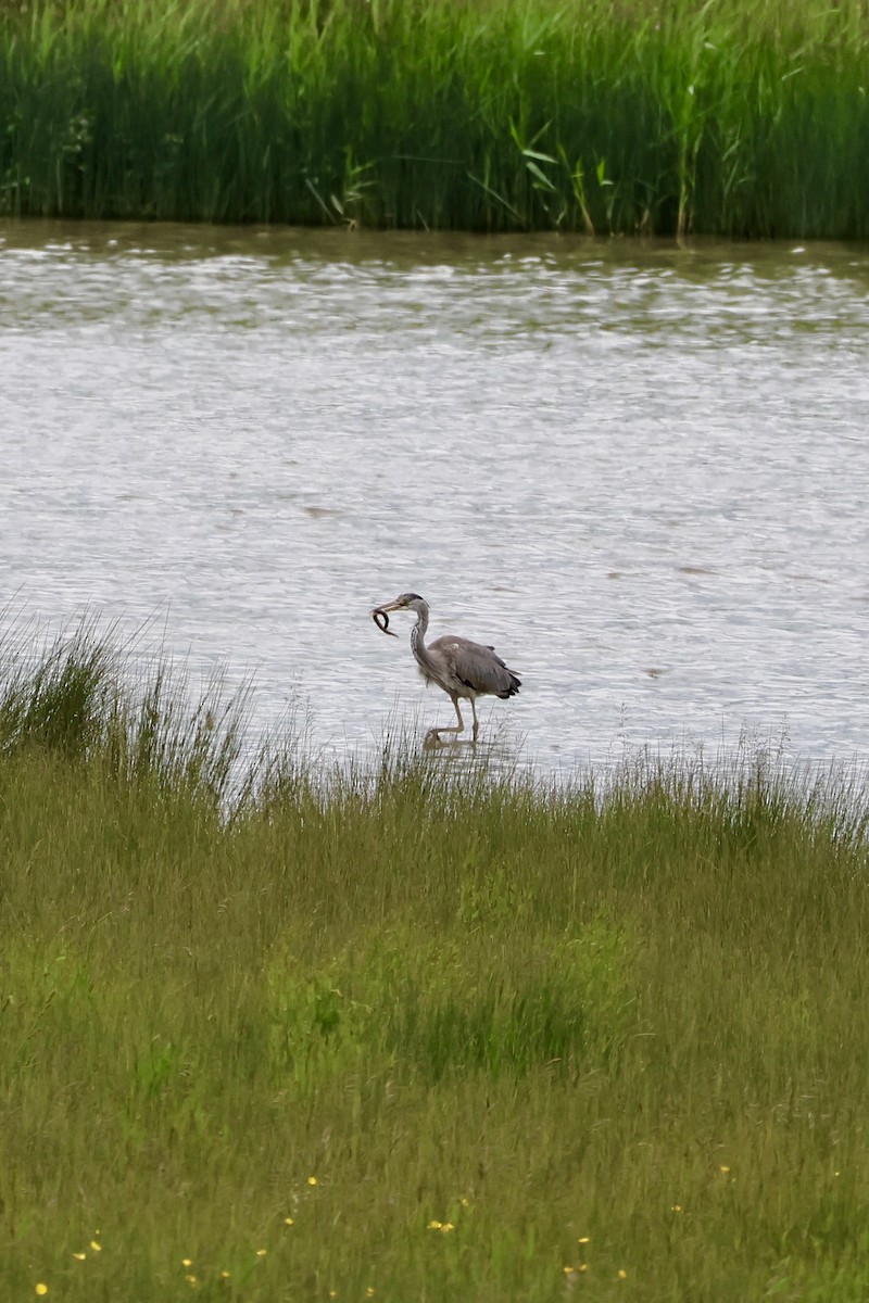 Gray Heron - ML620105580