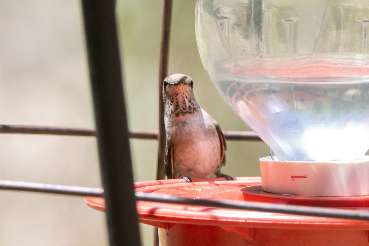 Black-chinned Hummingbird - ML620105584