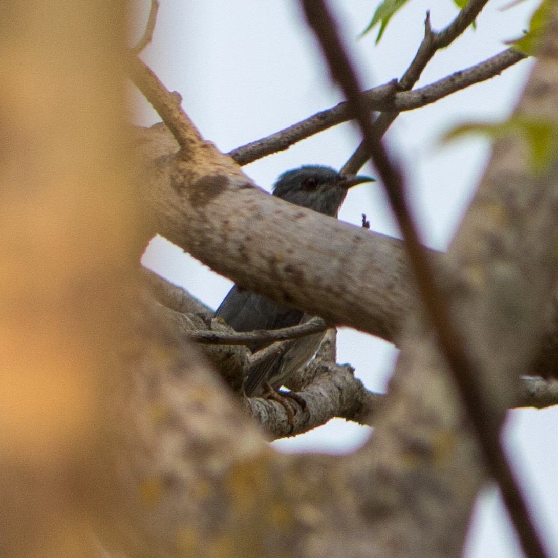 Gray-bellied Cuckoo - ML620105585