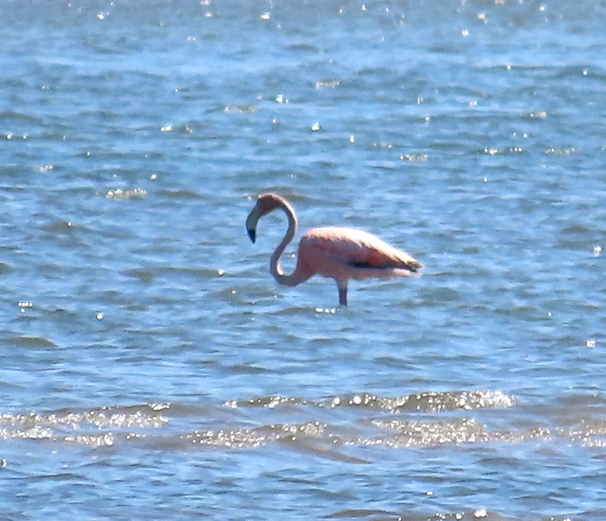 Amerika Flamingosu - ML620105586