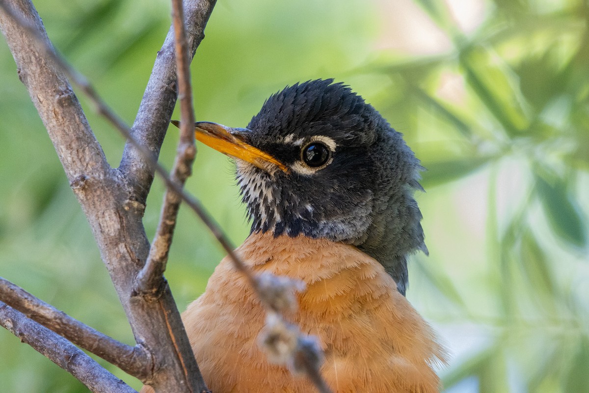 American Robin - ML620105589