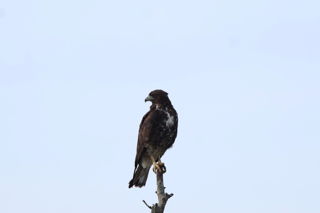 White-tailed Hawk - ML620105603