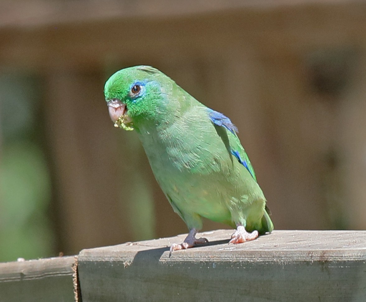 Spectacled Parrotlet - ML620105604