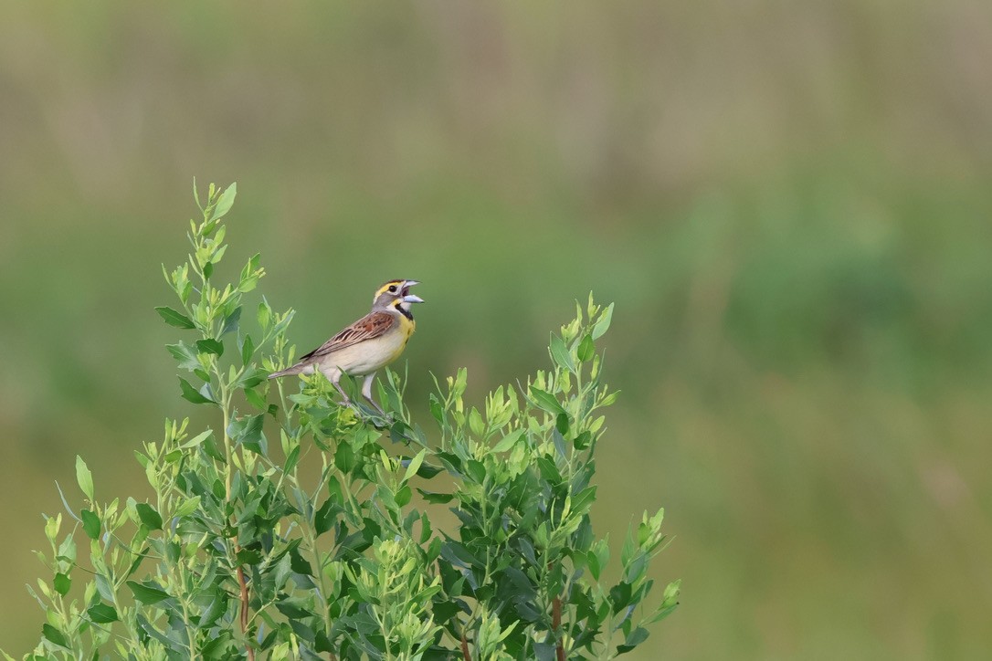 Dickcissel - ML620105617