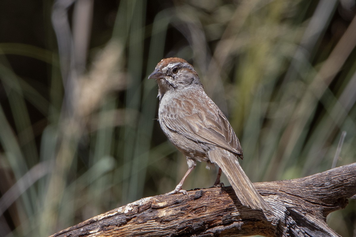 Rufous-crowned Sparrow - ML620105622