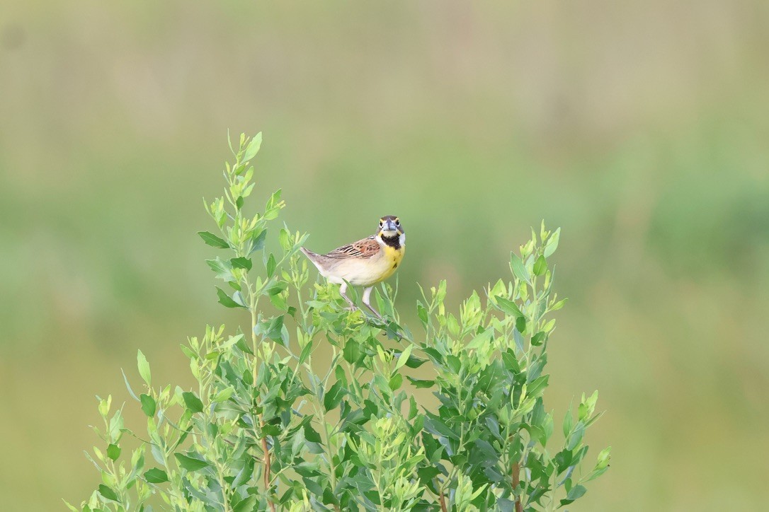 Dickcissel - ML620105635