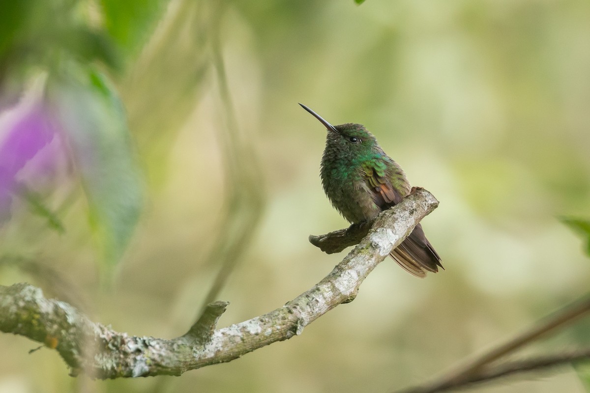 kolibřík mexický - ML620105650