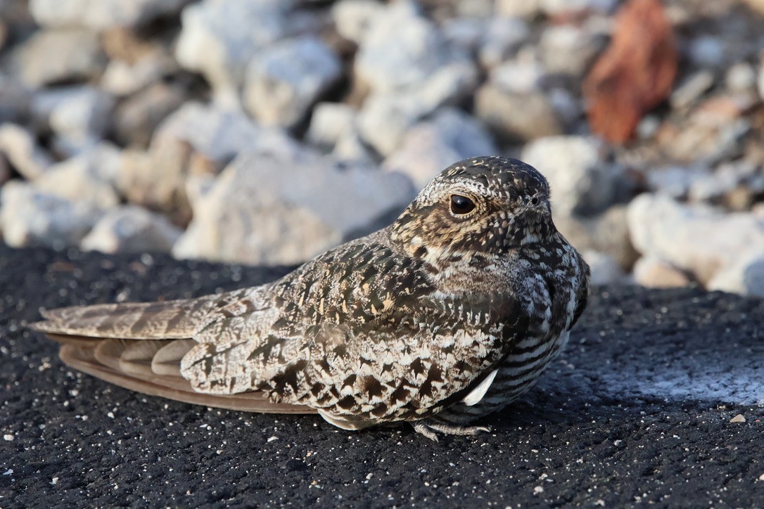 Common Nighthawk - ML620105655