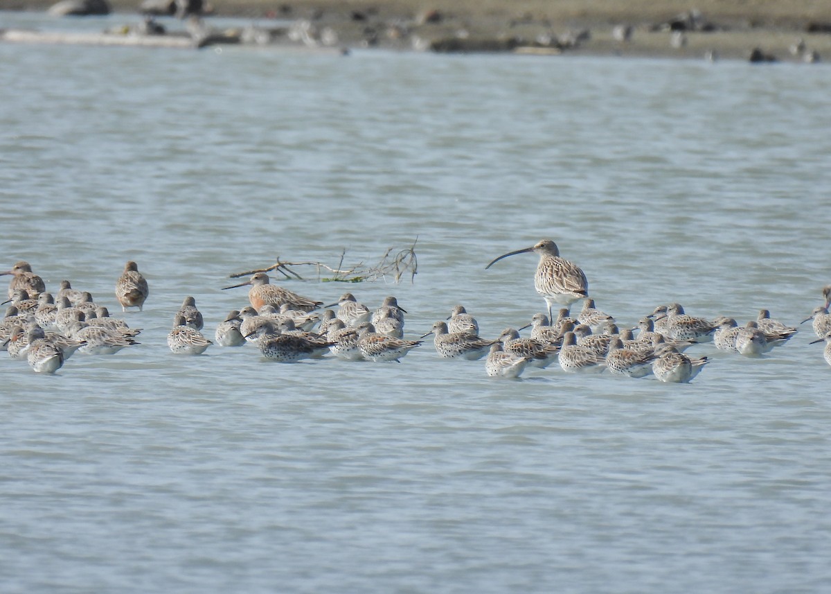 Eurasian Curlew - ML620105739