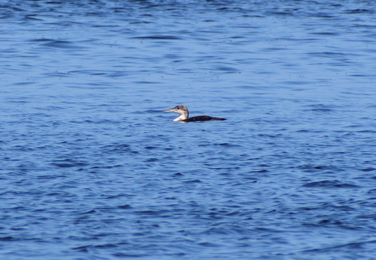 Common Loon - ML620105748