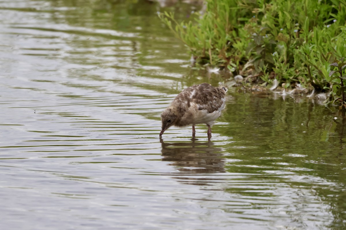 ユリカモメ - ML620105753