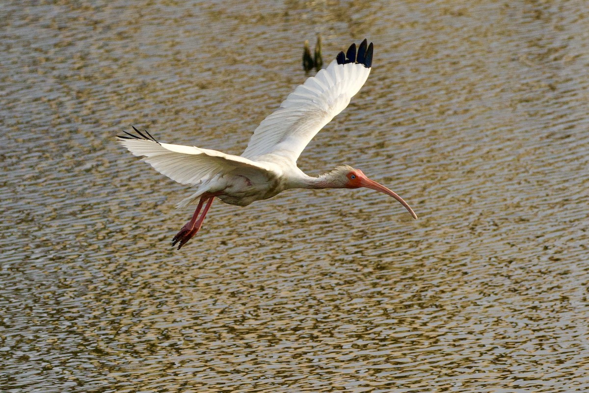 ibis bílý - ML620105754