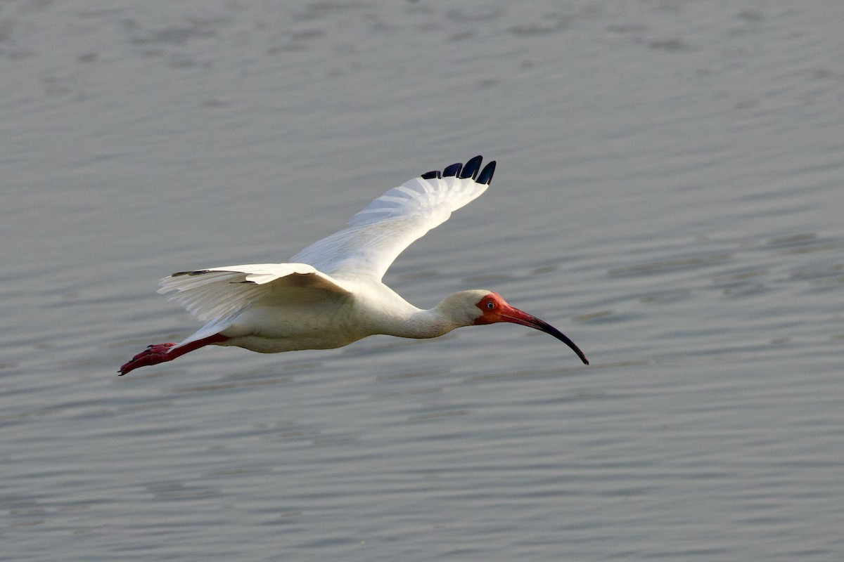 ibis bílý - ML620105756
