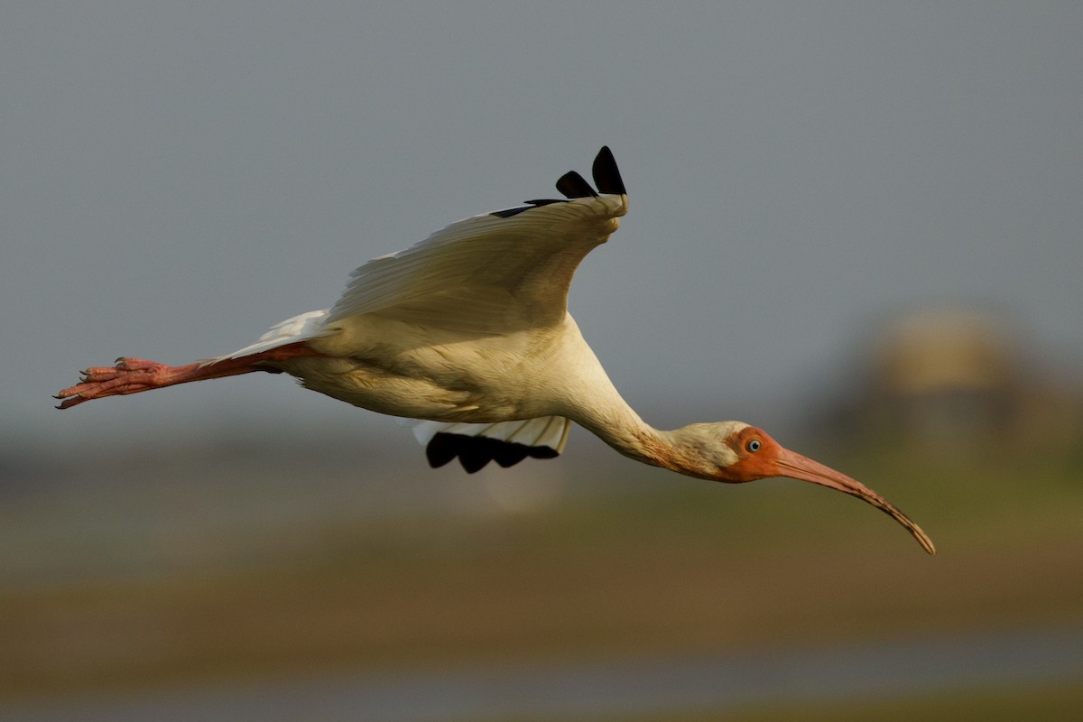 ibis bílý - ML620105757