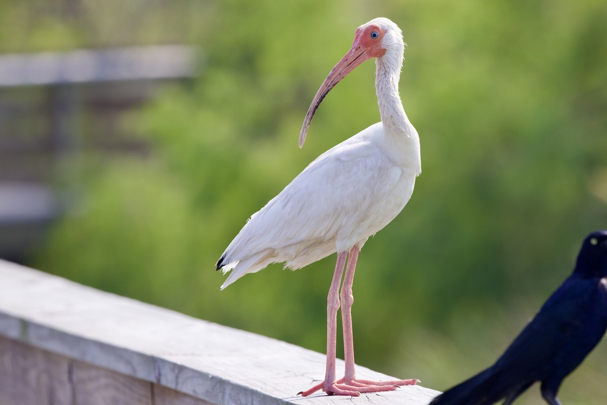 ibis bílý - ML620105758
